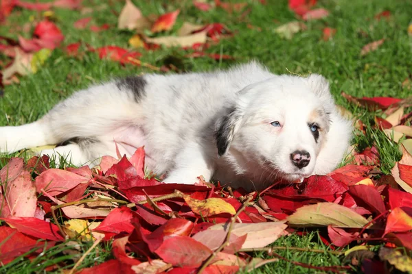 Милый щенок колли лежит в красных листьях — стоковое фото