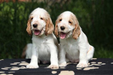 oturan güzel İngiliz cocker spaniel puppies