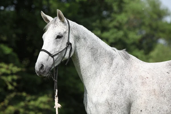 Porträtt av vita engelska fullblod häst — Stockfoto