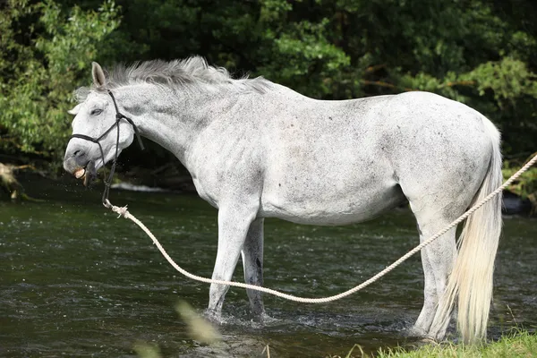 Blanco Inglés Caballo de pura raza con mirada loca en el río — Foto de Stock