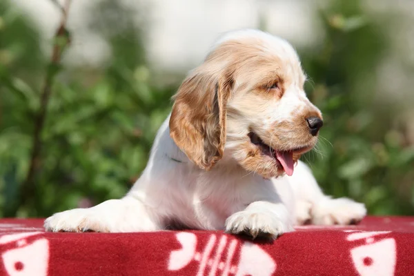 Schattig Engels cocker spaniel puppy — Stockfoto