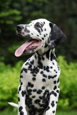 Retrato de sonrientes perrito dálmata en el jardín
