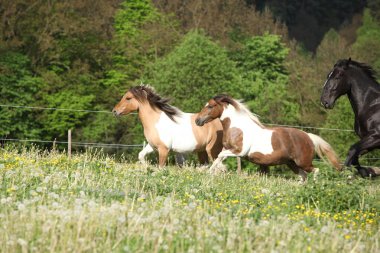 iki ponnies siyah kladruber daha önce çalışan