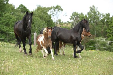 küçük ve büyük at çalışan toplu