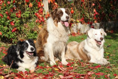 Three border collies in red leaves clipart