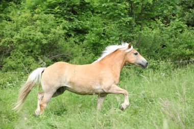 kestane haflinger otlak üzerinde