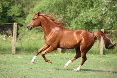 Nice chestnut arabian horse running in paddock clipart