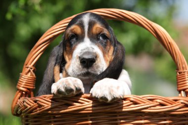 basset Hound bir sepet içinde çok sevimli köpek yavrusu