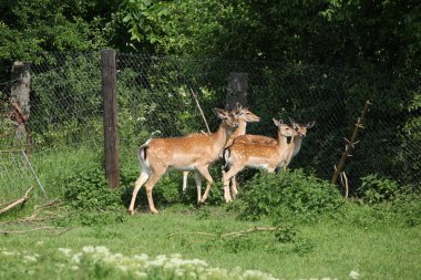 buckes bir sürü mera üzerinde