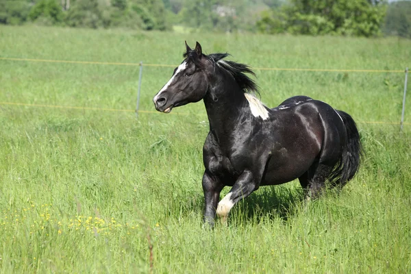 Paint horse stallion running on pasturage — Stock Photo, Image