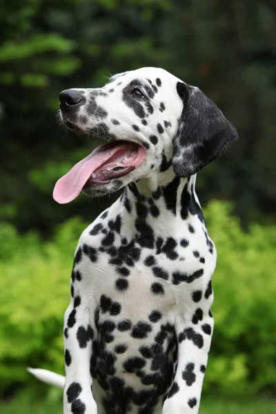 Retrato de sonrientes perrito dálmata en el jardín