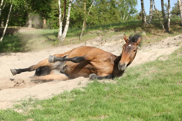 Cavallo bruno rotolando nella sabbia in estate calda — Foto Stock