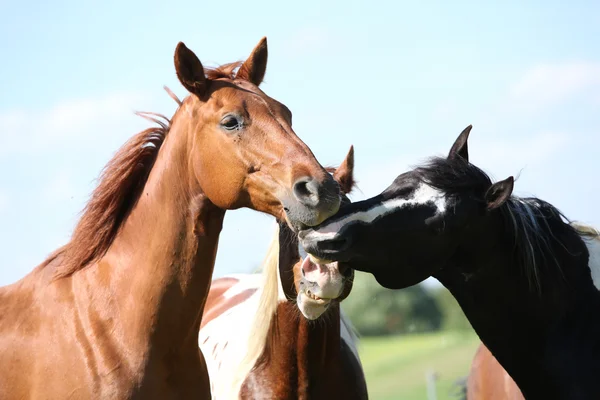 Tre hästar på mötet — Stockfoto