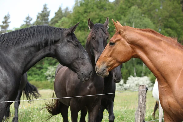 Première rencontre cheval châtain avec les autres — Photo