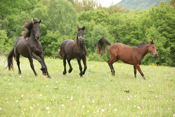 Dvě černá a jedna hnědá koně běží v přírodě — Stock fotografie