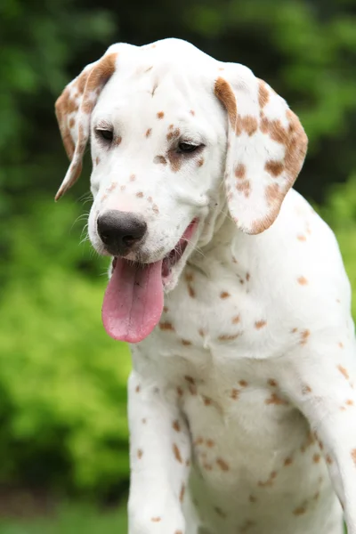 Prachtige Dalmatische puppy in de tuin — Stockfoto