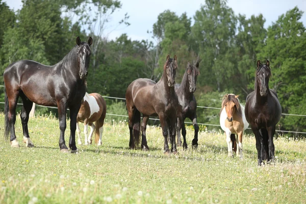 Lote de caballos negros en pastos —  Fotos de Stock