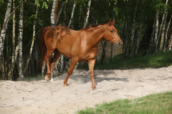 Nice chestnut horse in the sand
