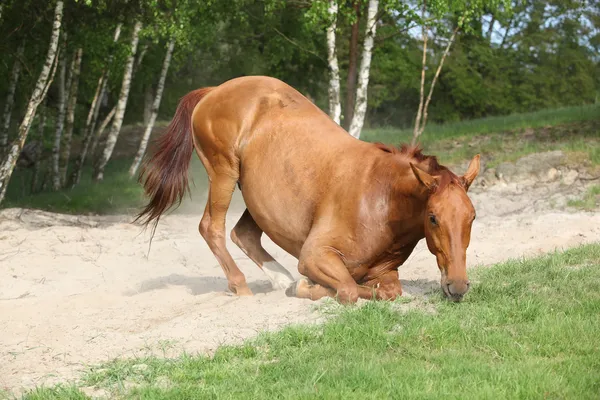 Chestnut horse lying down in the sand in hot summer — Stock Photo, Image
