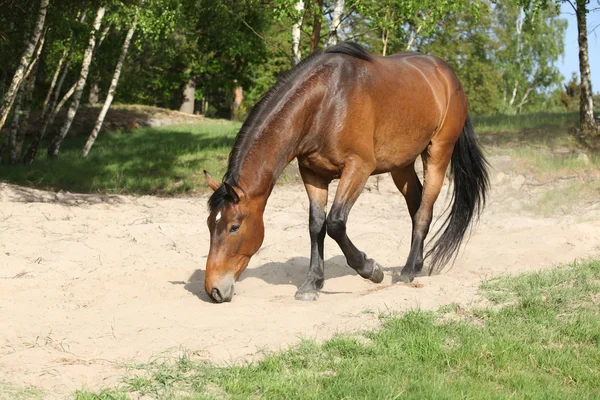 Brown horse lying down in the sand in hot summer — Stock Photo, Image