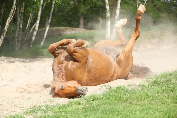 Cavallo castagno rotolando nella sabbia in estate calda — Foto Stock