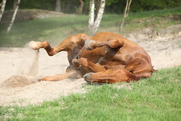 Kestane at kuma sıcak yaz aylarında inişli çıkışlı. — Stok fotoğraf