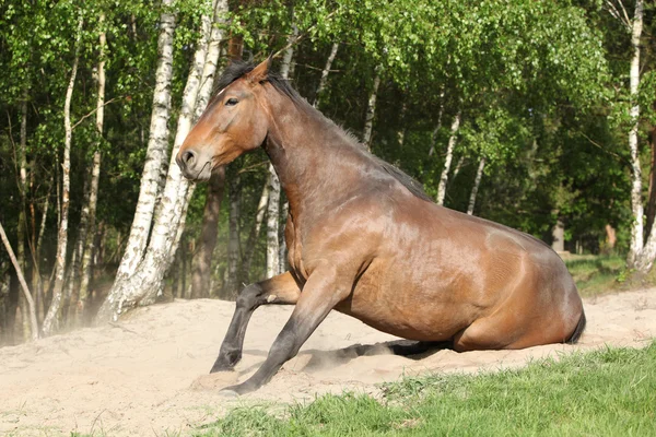 Brown horse standing after rolling in the sand in hot summer — Stock Photo, Image