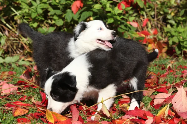 Deux chiots jouant dans des feuilles rouges — Photo