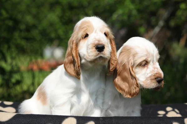 座っている豪華な英国のコッカー spaniel 子犬 — ストック写真