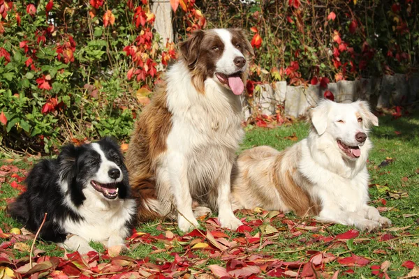 Drei Border Collies in roten Blättern — Stockfoto