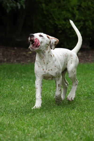Adorabile cucciolo dalmata che corre in giardino — Foto Stock