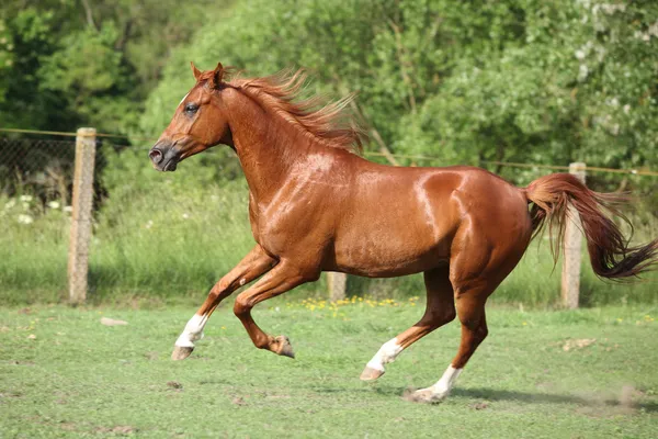 Bel cavallo arabo di castagne che corre nel paddock — Foto Stock