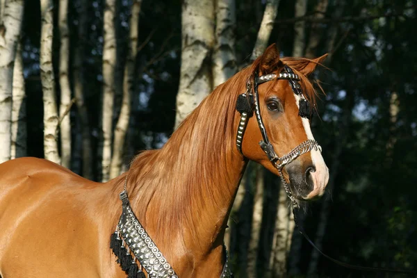 Portrait d'étalon arabe marron avec harnais parfait — Photo