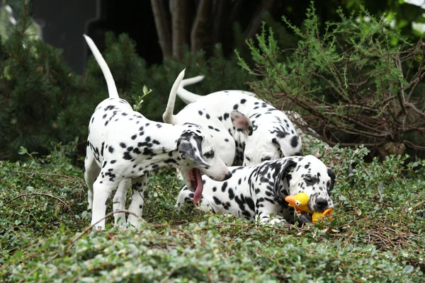 Cachorros dálmatas brincando no jardim — Fotografia de Stock