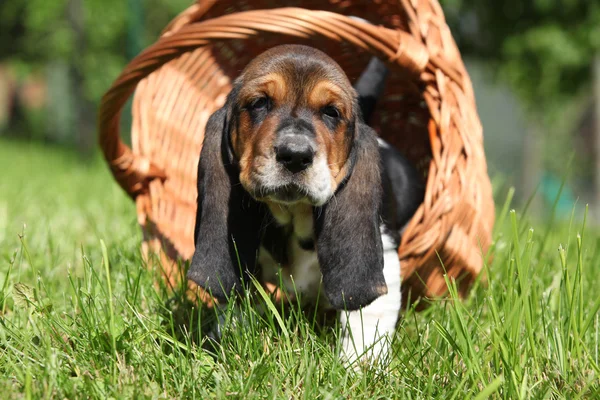 Adorable puppy of basset hound in basket looking at you — Stock Photo, Image