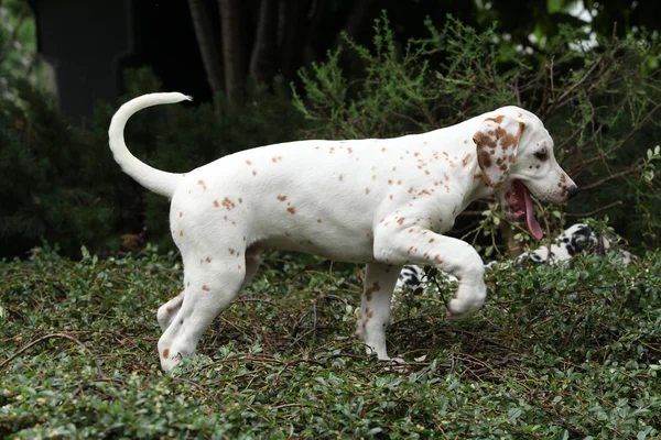 Prachtige Dalmatische pup verplaatsen in de tuin — Stockfoto