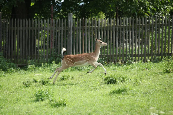 Young buck running on pasturage — Stock Photo, Image