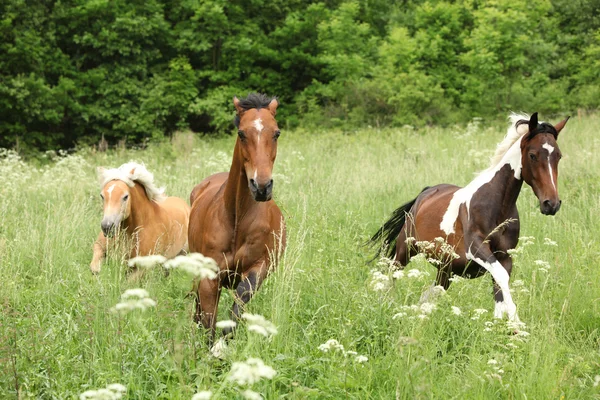 馬の放牧で実行中のバッチ — ストック写真
