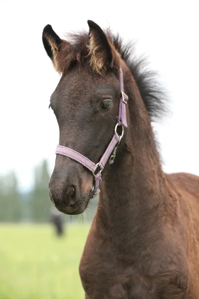 Friesian foal with halter standing on pasturage — Stock Photo, Image