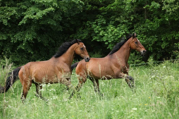 Due cavalli marroni che corrono nell'erba alta — Foto Stock