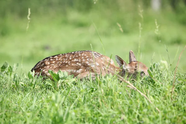 Young small buck hiding in the grass — Stock Photo, Image