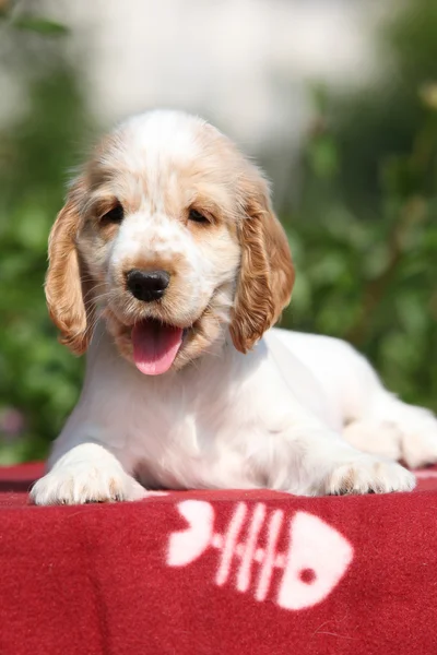 Entzückender englischer Cocker Spaniel Welpe — Stockfoto