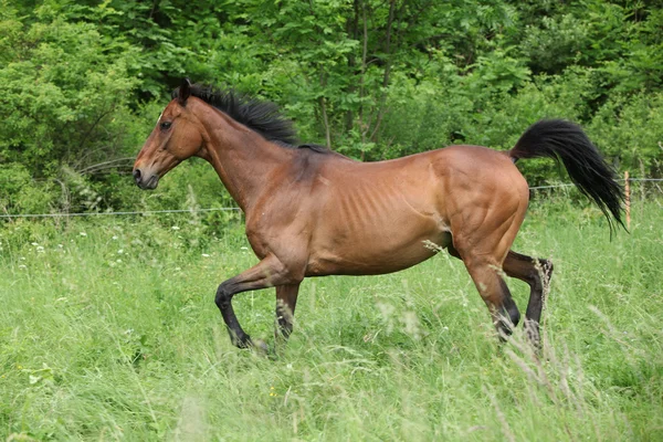 Коричневая лошадь бежит на пастбище — стоковое фото