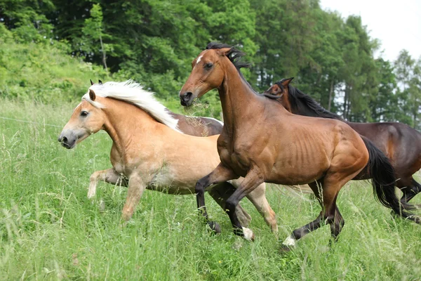 Batch van paarden die — Stockfoto