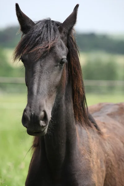 Joven marrón cayó pony mare — Foto de Stock