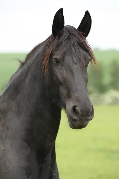 Koń fryzyjski patrząc na pastwiska — Zdjęcie stockowe