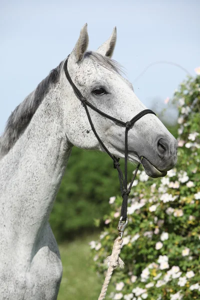 Porträtt av vita engelska fullblod häst med blommor — Stockfoto