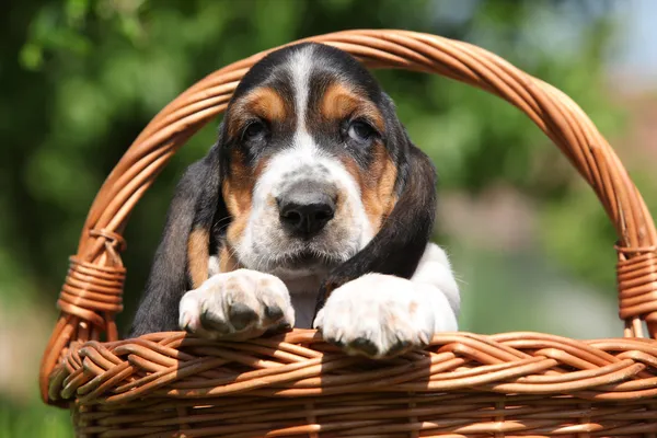 Adorable puppy of basset hound in a basket — Stock Photo, Image