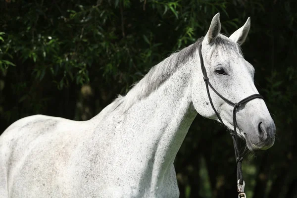 Portret van witte Engelse volbloed paard — Stockfoto