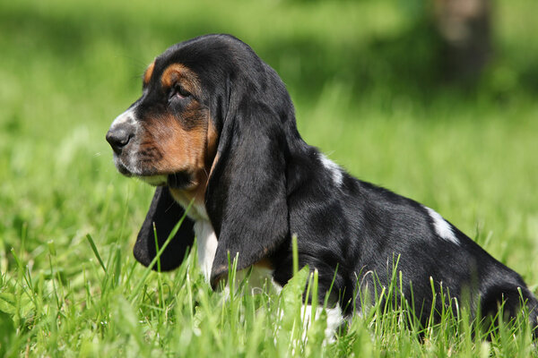 Gorgeous puppy of basset hound in the grass
